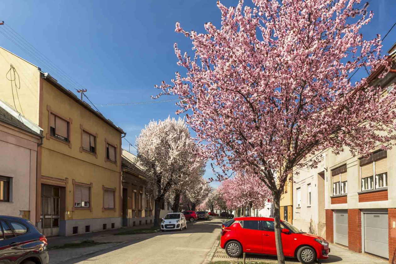 ulica_Ringlova_16_03_2026