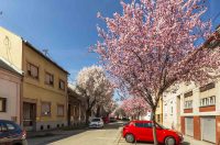 ulica_Ringlova_16_03_2026