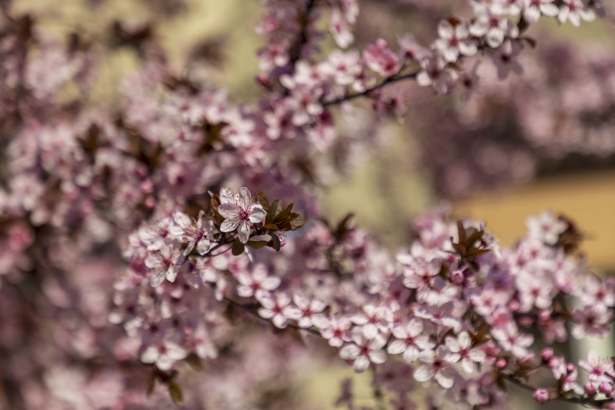 ulica_Ringlova_16_03_2026