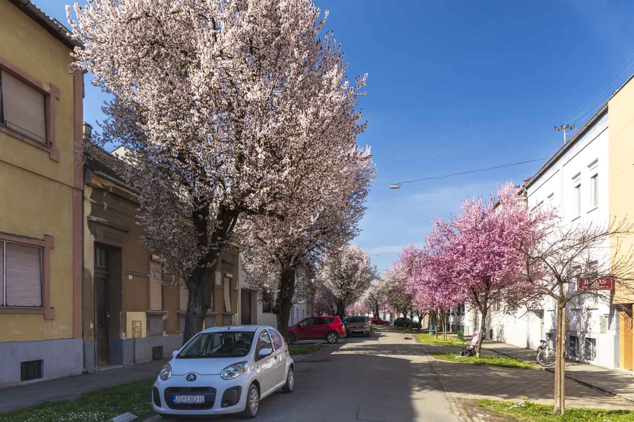 ulica_Ringlova_16_03_2026