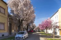 ulica_Ringlova_16_03_2026