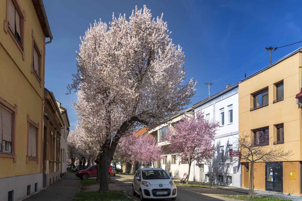 ulica_Ringlova_16_03_2026