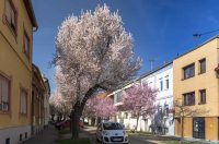 ulica_Ringlova_16_03_2026