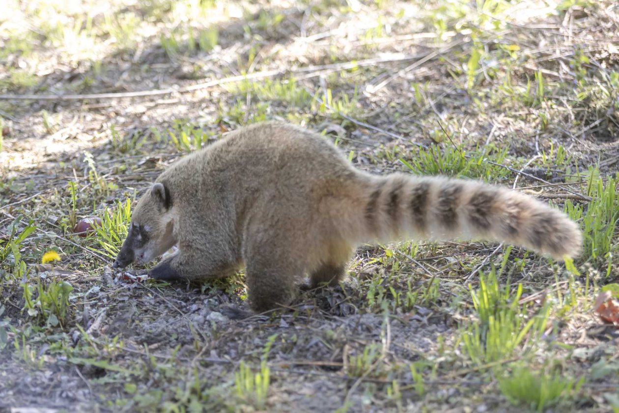 Uskrsni ponedjeljak u ZOOu_05_04_2026 Uskrsni ponedjeljak u ZOOu_05_04_2026