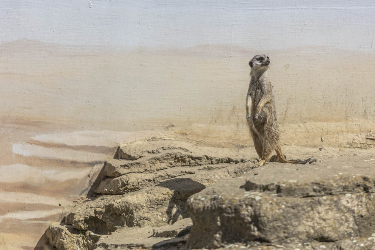 Uskrsni ponedjeljak u ZOOu_05_04_2026 Uskrsni ponedjeljak u ZOOu_05_04_2026