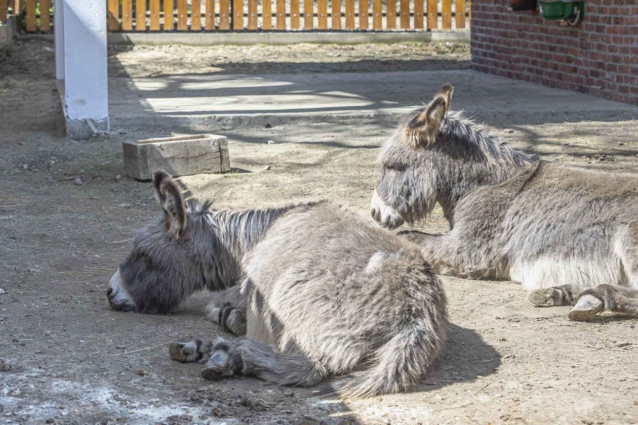 Uskrsni ponedjeljak u ZOOu_05_04_2026 Uskrsni ponedjeljak u ZOOu_05_04_2026
