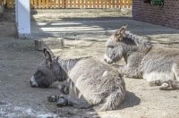 Uskrsni ponedjeljak u ZOOu_05_04_2026 Uskrsni ponedjeljak u ZOOu_05_04_2026