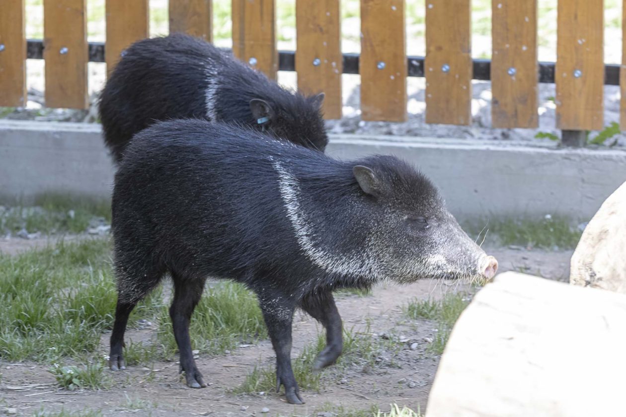 Uskrsni ponedjeljak u ZOOu_05_04_2026 Uskrsni ponedjeljak u ZOOu_05_04_2026