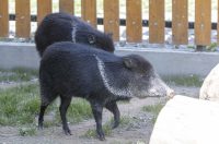 Uskrsni ponedjeljak u ZOOu_05_04_2026 Uskrsni ponedjeljak u ZOOu_05_04_2026