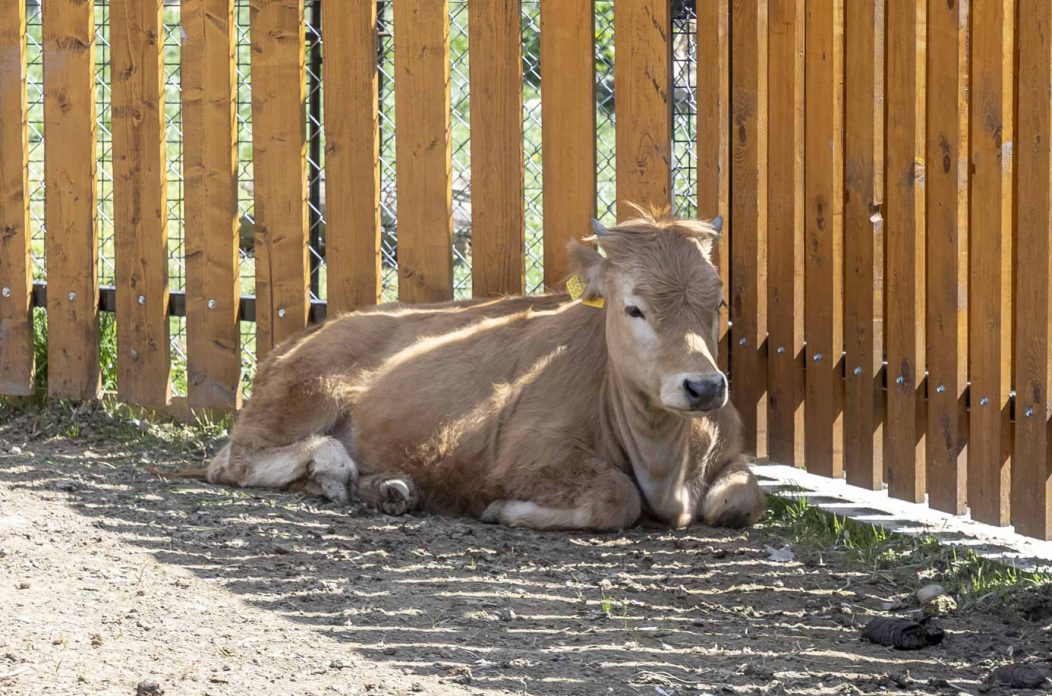 Uskrsni ponedjeljak u ZOOu_05_04_2026