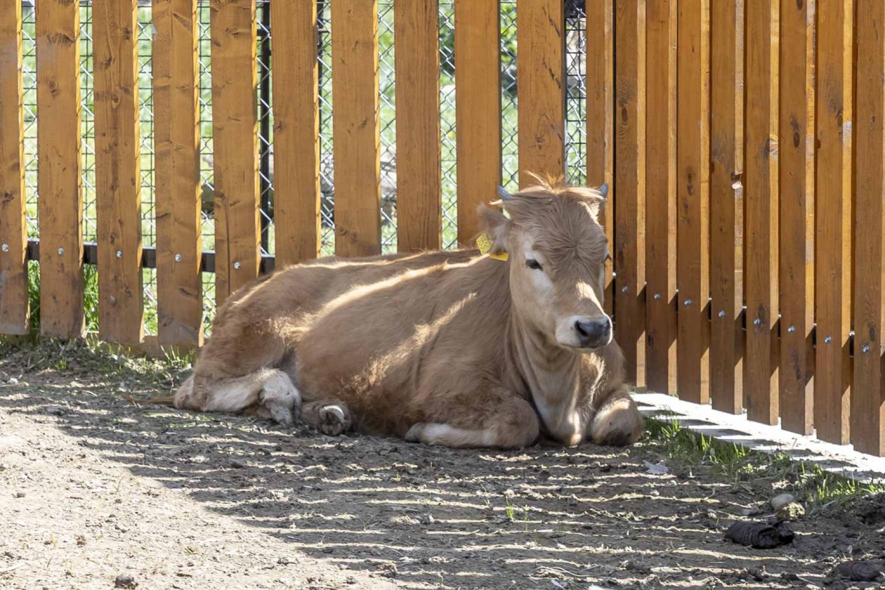 Uskrsni ponedjeljak u ZOOu_05_04_2026 Uskrsni ponedjeljak u ZOOu_05_04_2026