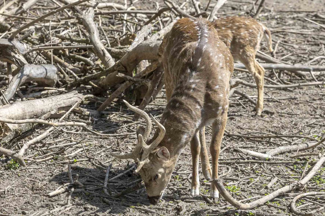 Uskrsni ponedjeljak u ZOOu_05_04_2026 Uskrsni ponedjeljak u ZOOu_05_04_2026