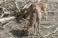 Uskrsni ponedjeljak u ZOOu_05_04_2026 Uskrsni ponedjeljak u ZOOu_05_04_2026