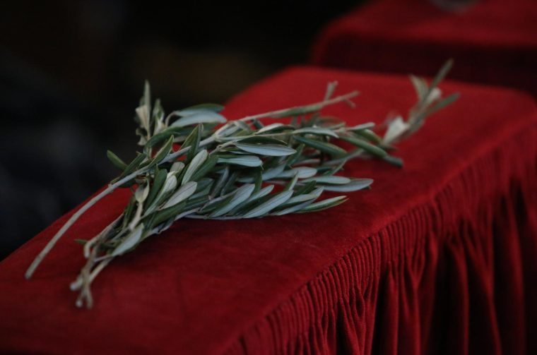 Maslinove grančice Maslinove grančice