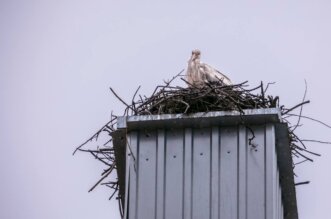 vratile_se_rode_2025 vratile_se_rode_2025