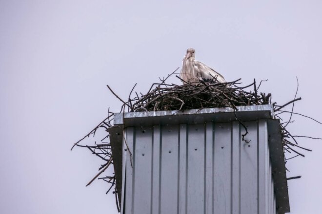 vratile_se_rode_2025 vratile_se_rode_2025