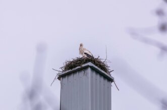 vratile_se_rode_2025 vratile_se_rode_2025