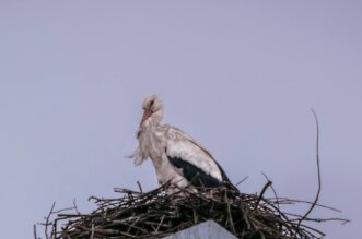 vratile_se_rode_2025 vratile_se_rode_2025