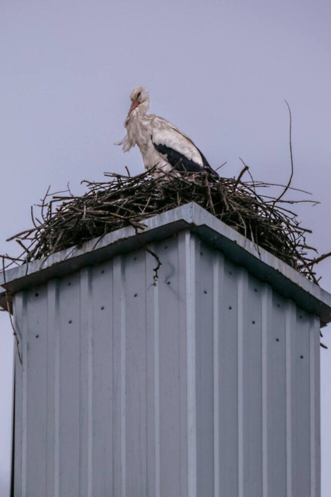 vratile_se_rode_2025 vratile_se_rode_2025