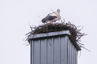 vratile_se_rode_2025 vratile_se_rode_2025