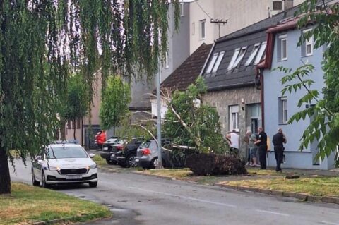 srušeno stablo u frankopanskoj
