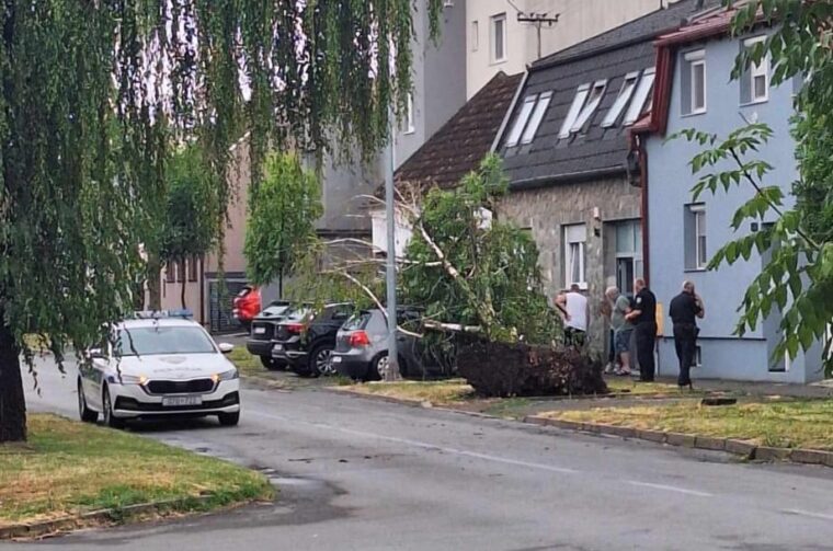 srušeno stablo u frankopanskoj
