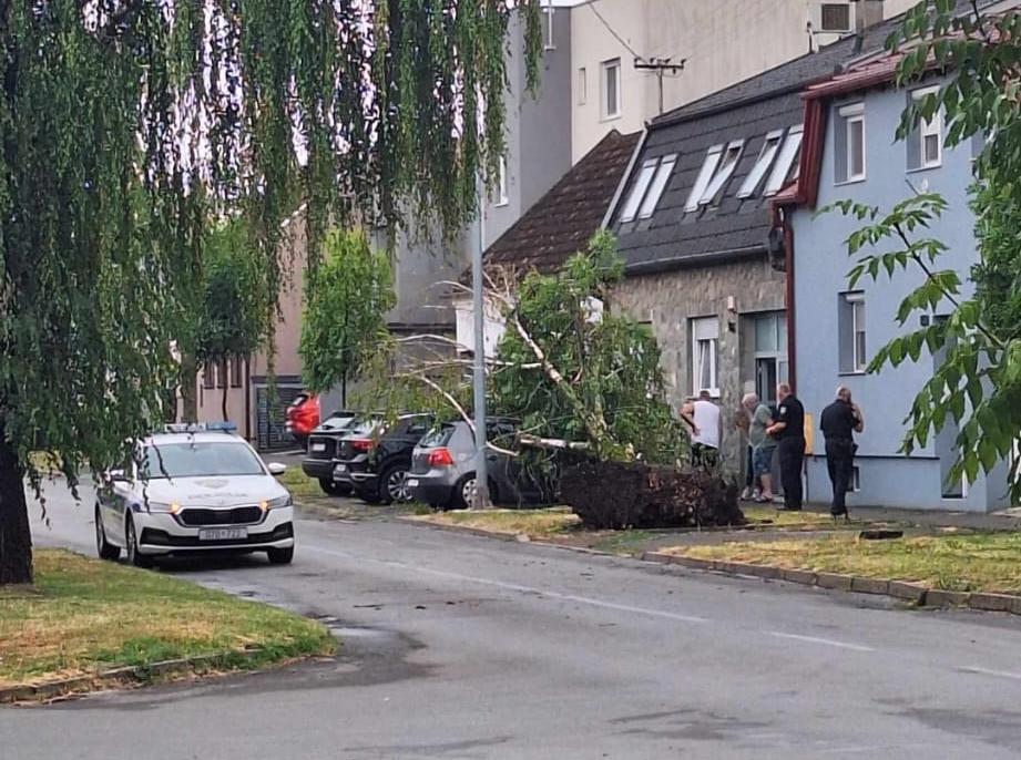 srušeno stablo u frankopanskoj