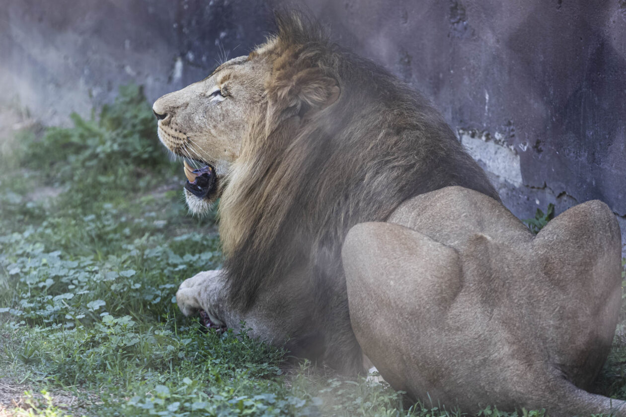 Dječje igralište ZOO Land Dječje igralište ZOO Land