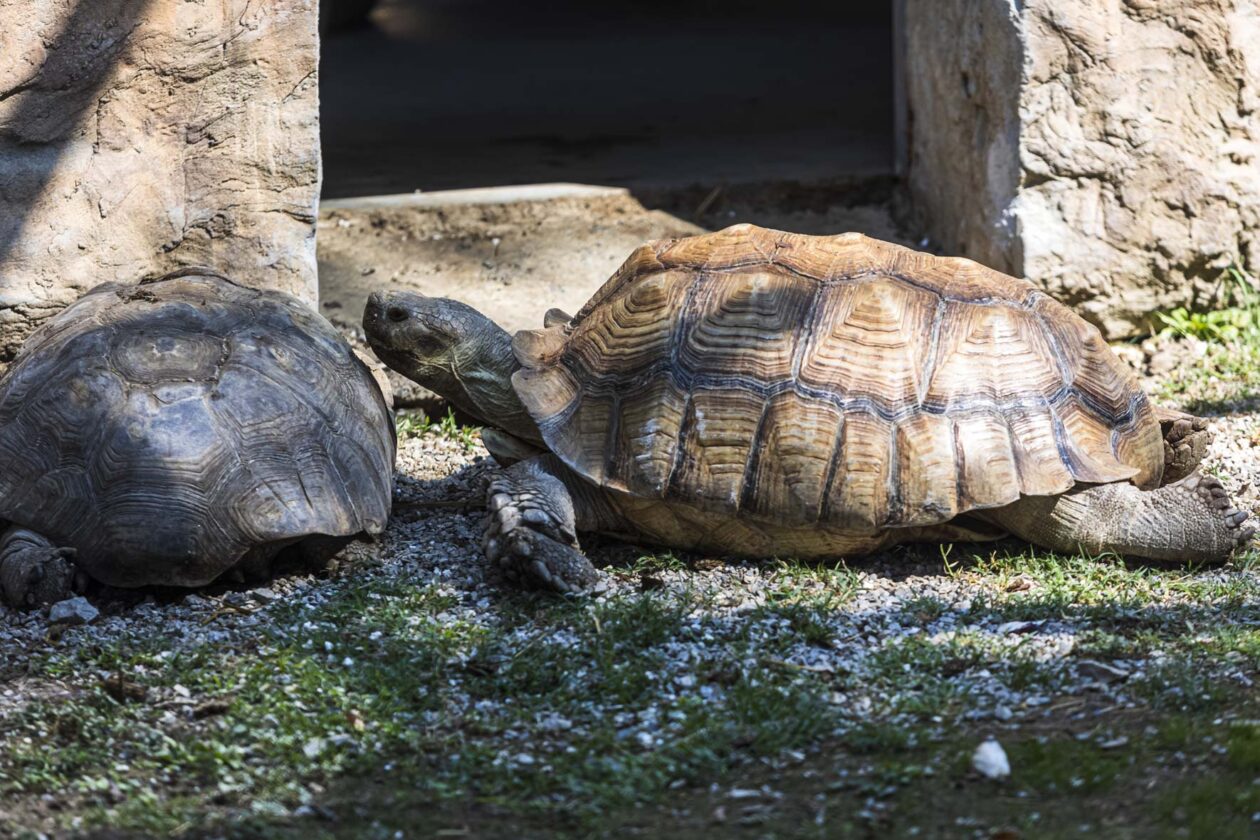 Dječje igralište ZOO Land Dječje igralište ZOO Land
