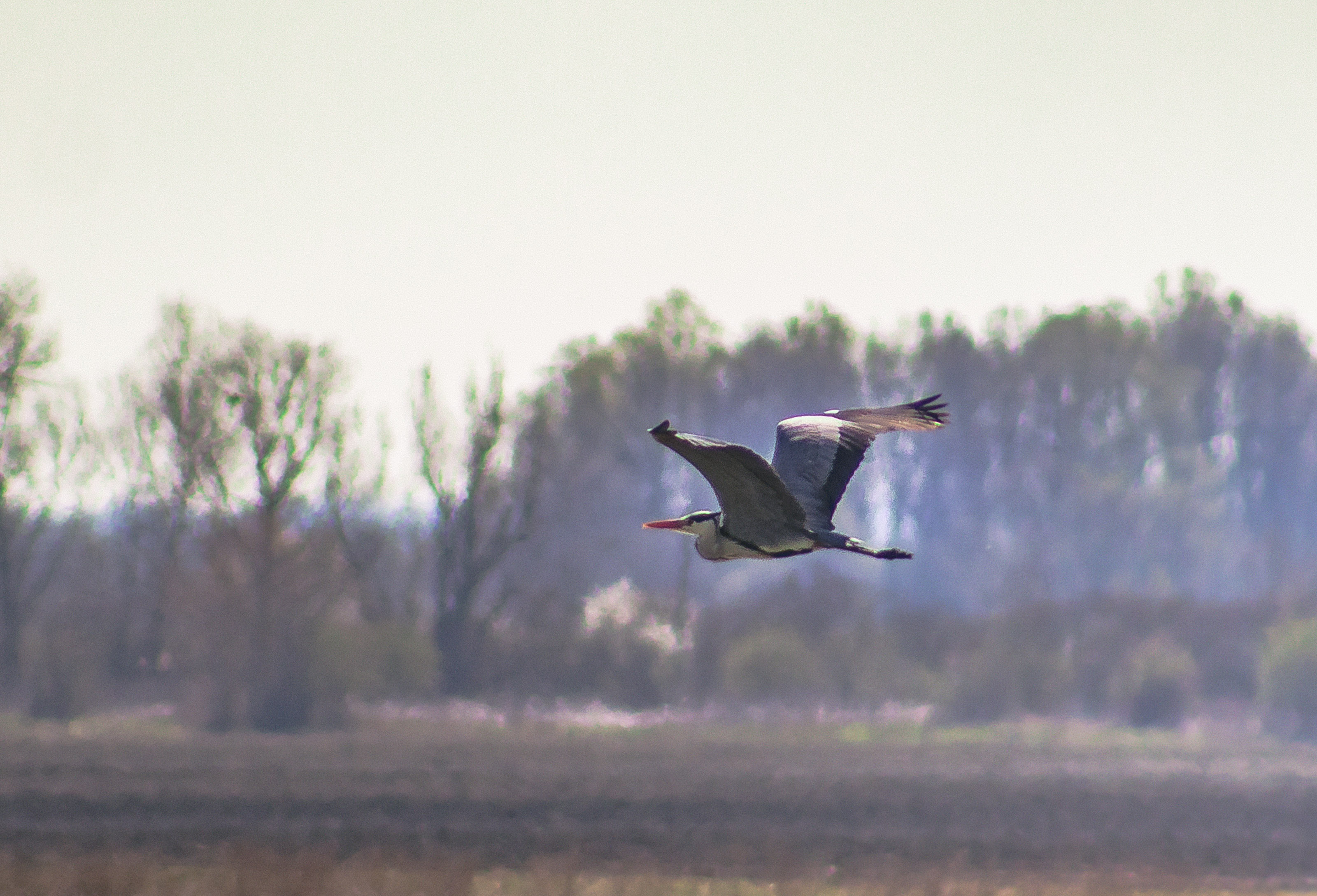 Kopački rit ožujak 2023. Kopački rit ožujak 2023.