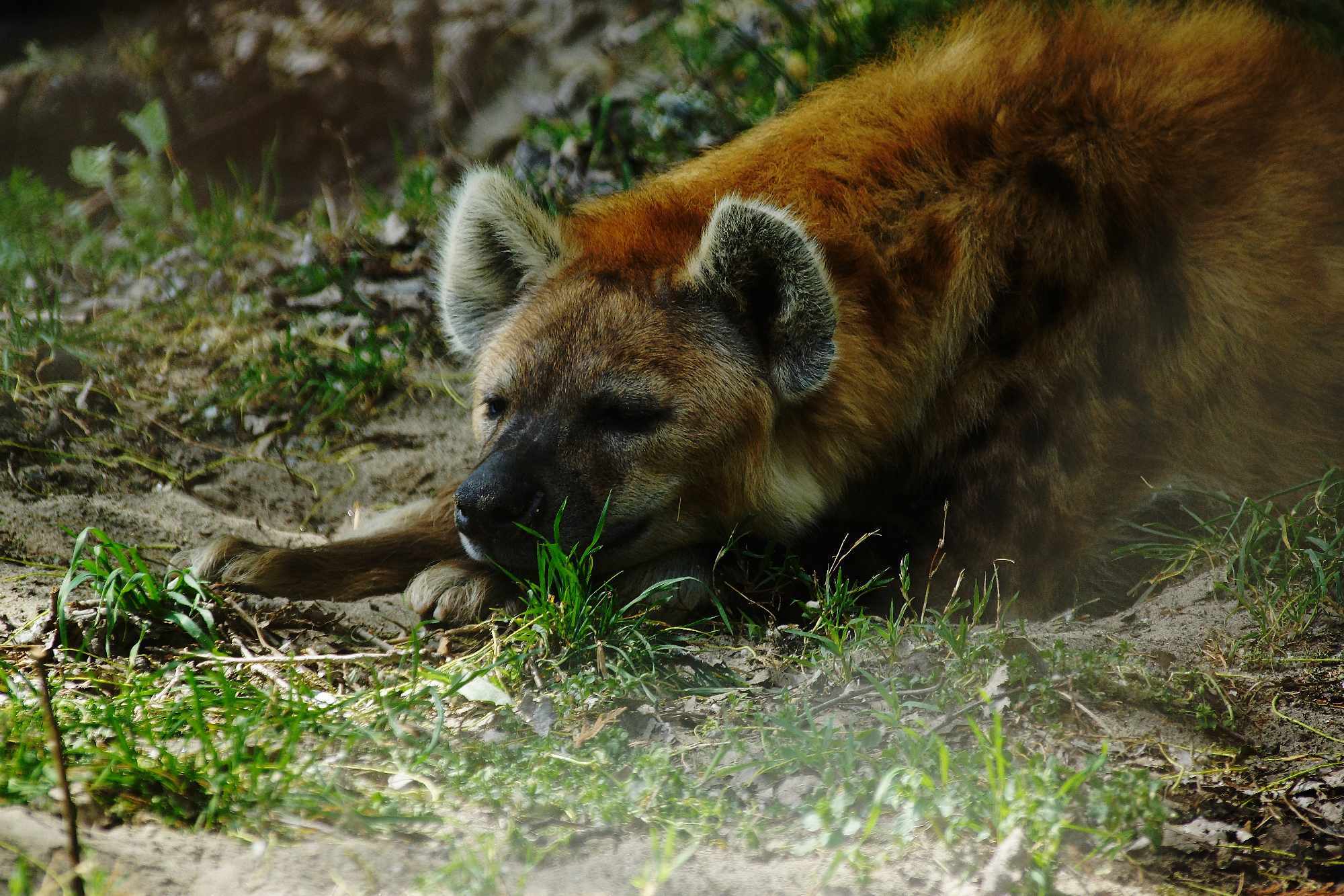 Grad na Dravi, Zoološki vrt i Kopački rit iz perspektive Tonija Šimunića