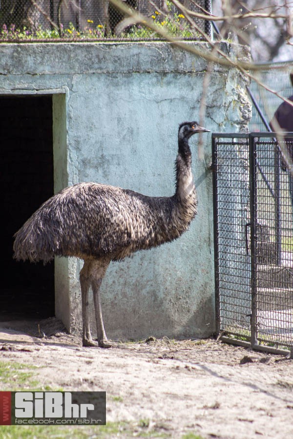 zoo_vrt_77