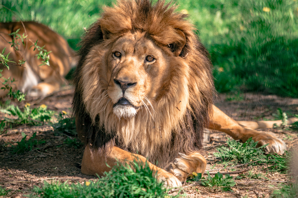 ZOO vrt  Osijek u proljeće