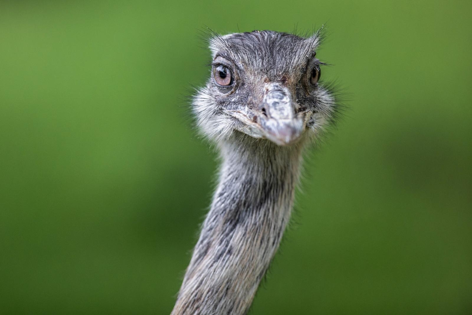 Novi stanovnici osječkog ZOO