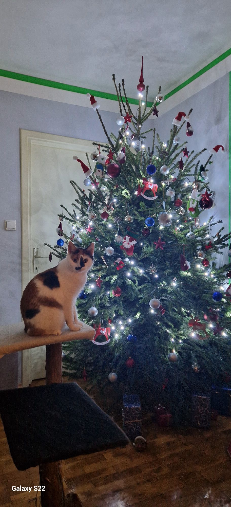 Najljepši borovi na Božić 2023. Najljepši borovi na Božić 2023.