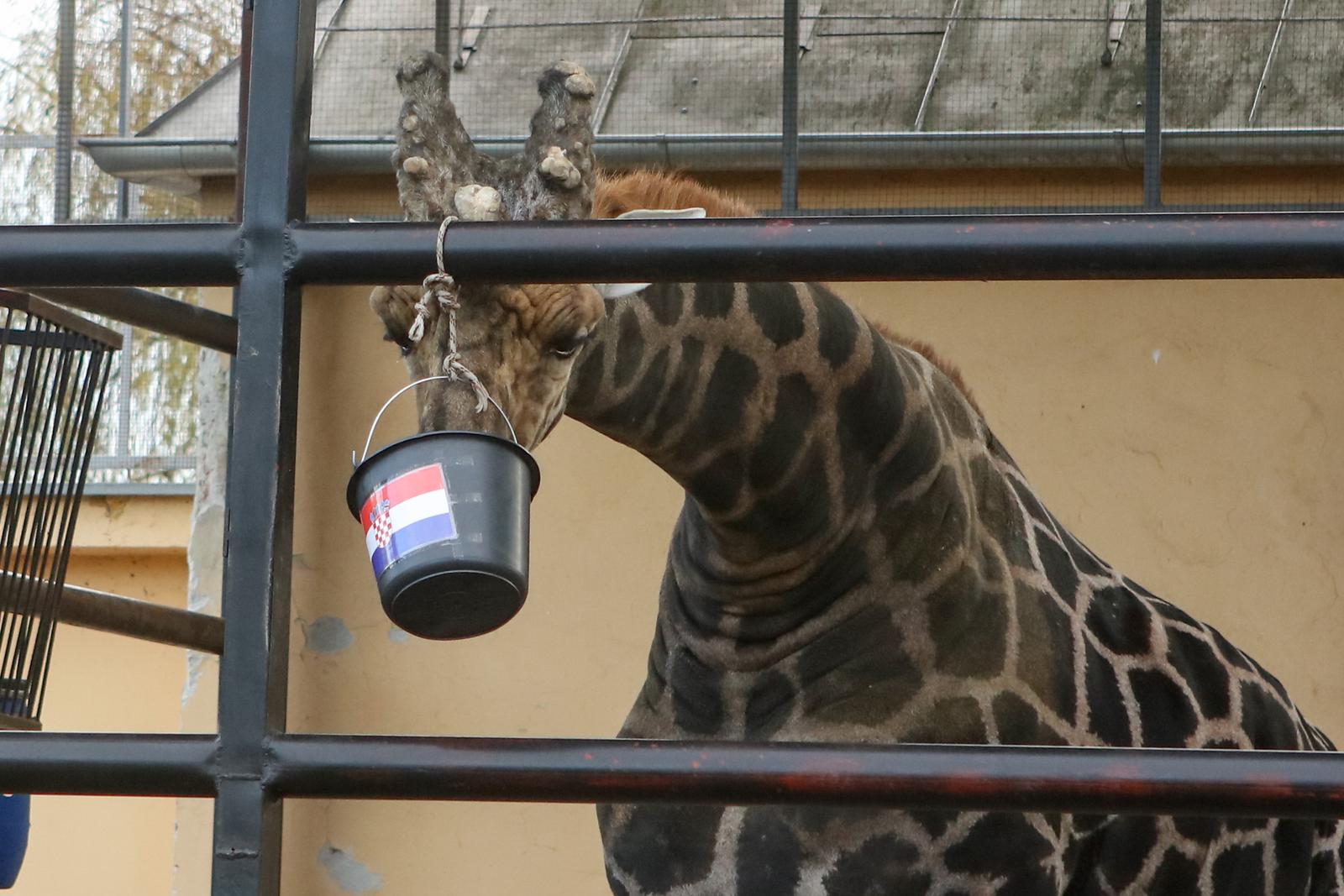 Žirafa Jonathan bira pobjednika Žirafa Jonathan bira pobjednika