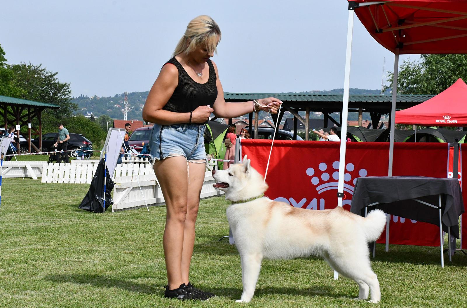 Nacionalna izložba pasa svih pasmina u Slavonskom Brodu