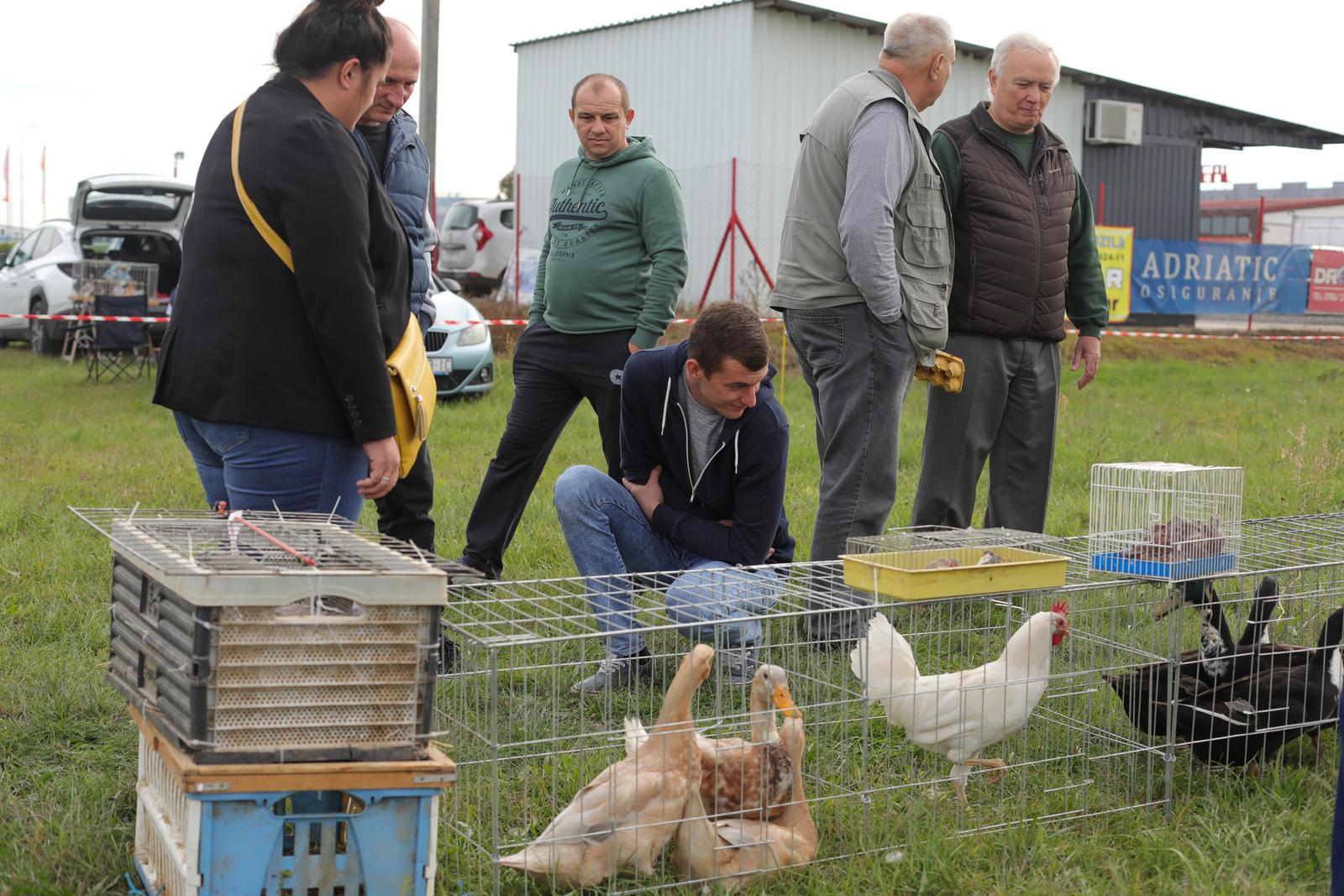 Osječka golubarska pija, rujan 2022. Osječka golubarska pija, rujan 2022.