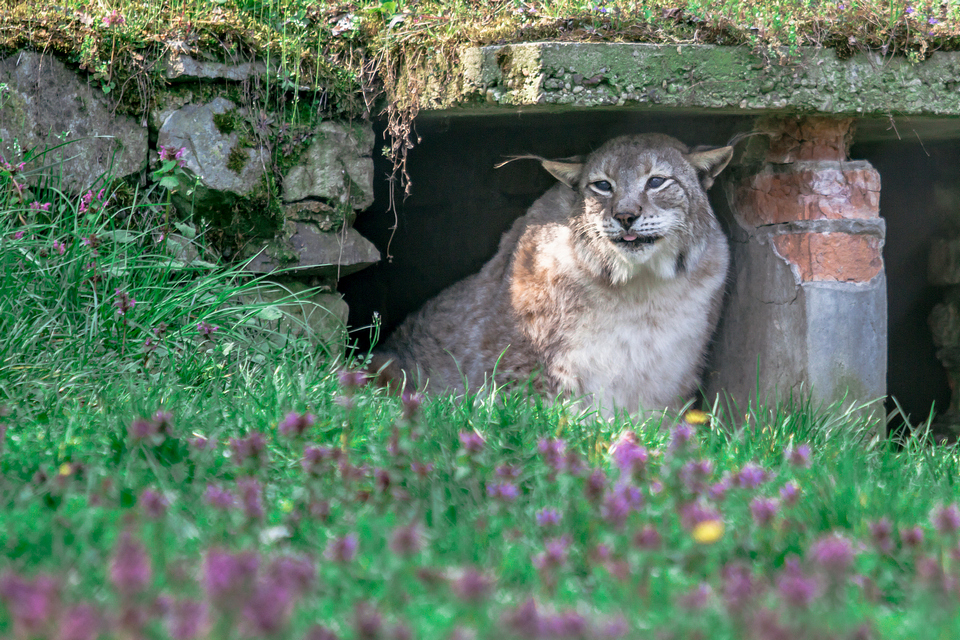 ZOO vrt  Osijek u proljeće