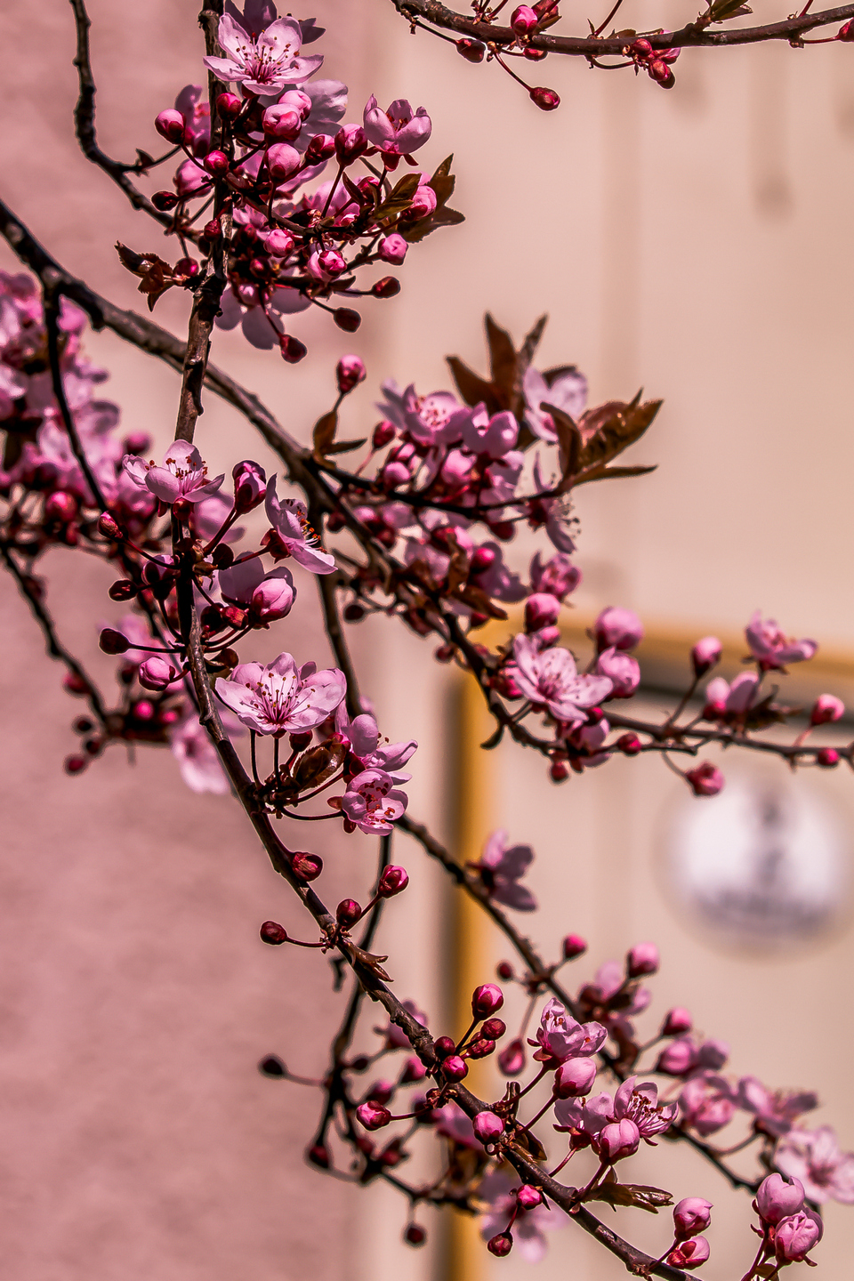 Ulica ringlova u Osijeku