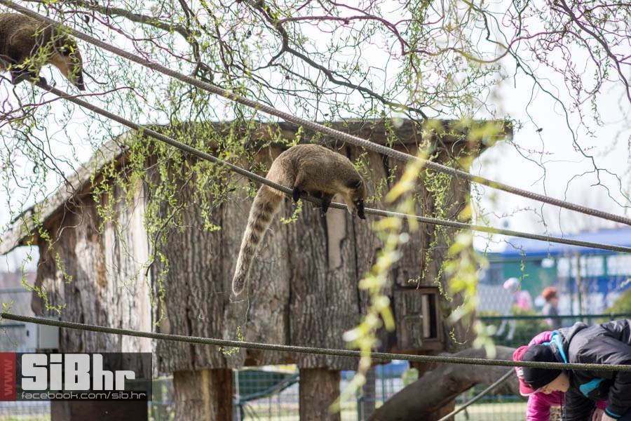zoo_vrt_09
