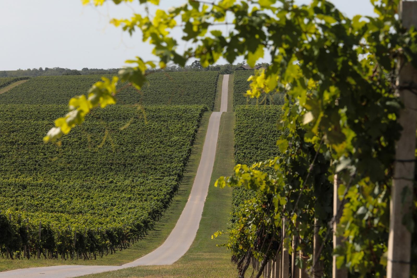 Baranjski vinogradi