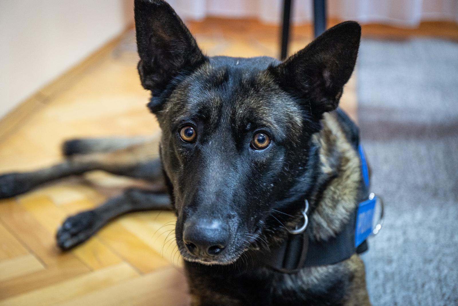 Uz pomoć policijskog psa zaplijenjeno 11 kilograma heroina