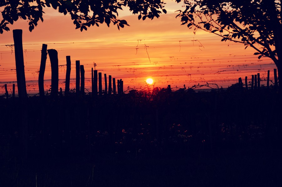 baranja_by_gordan_trtanj_SiBhr_