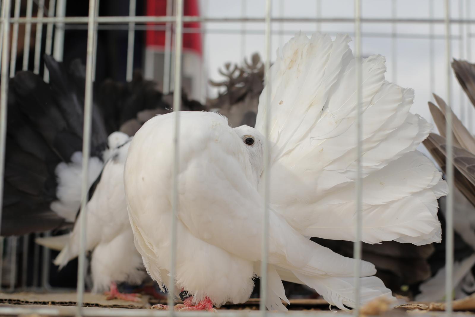 Osječka golubarska pija, rujan 2022. Osječka golubarska pija, rujan 2022.