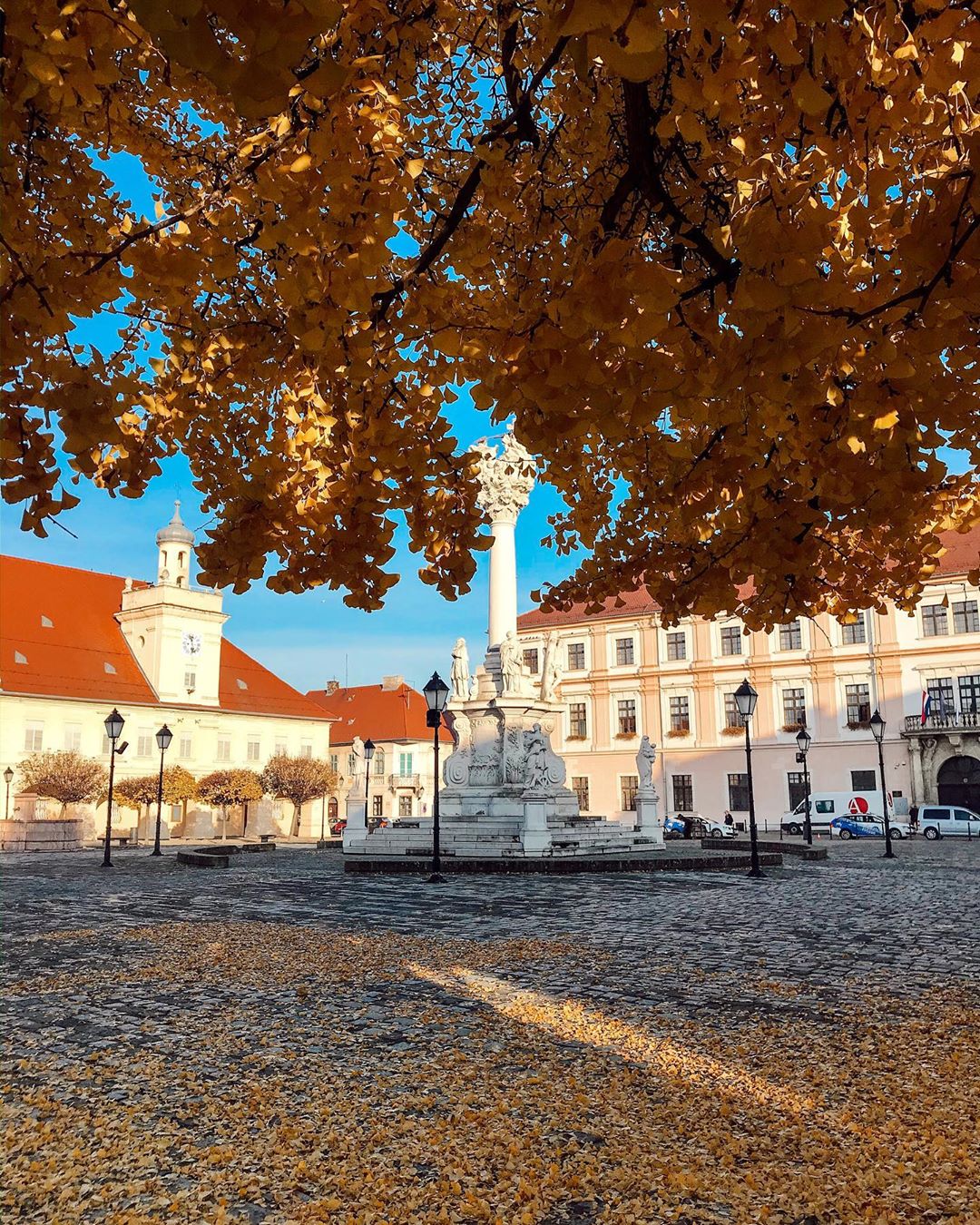 Ginko u osječkoj Tvrđi