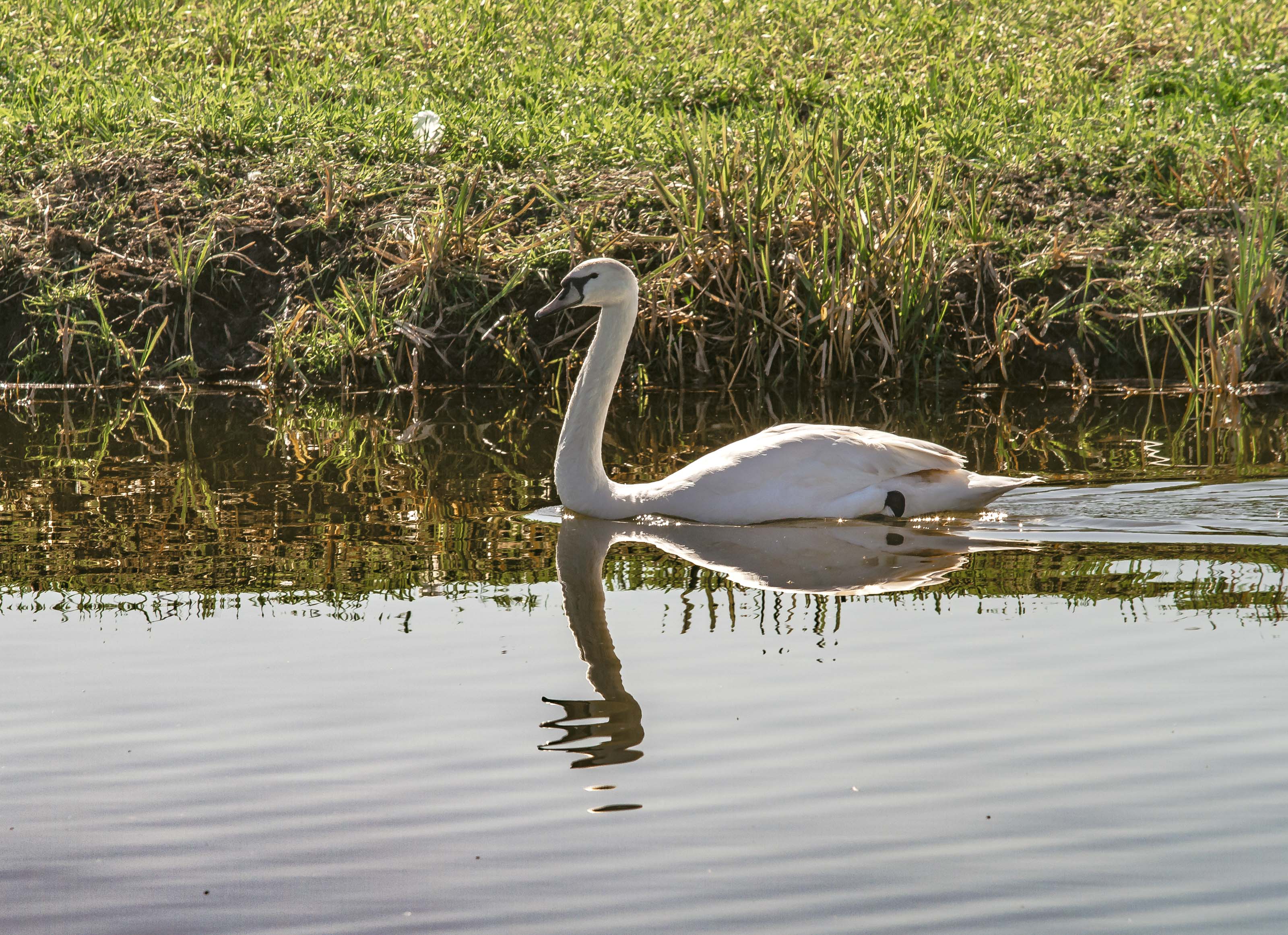 Kopački rit ožujak 2023. Kopački rit ožujak 2023.