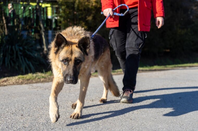 Osijek: U azilu za pse održan je Božićni ručak Osijek: U azilu za pse održan je Božićni ručak