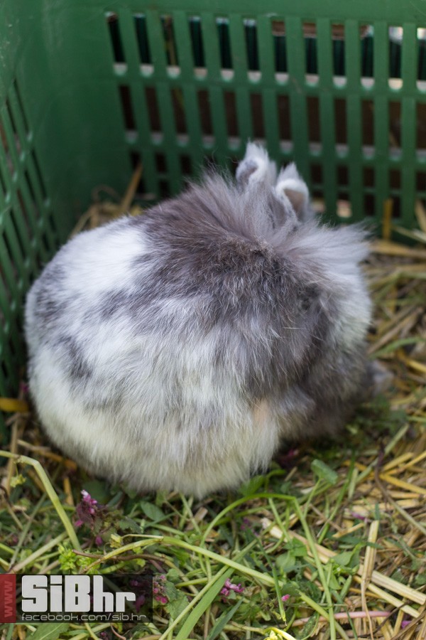 nedjelja_na_autopiji_osijek_31