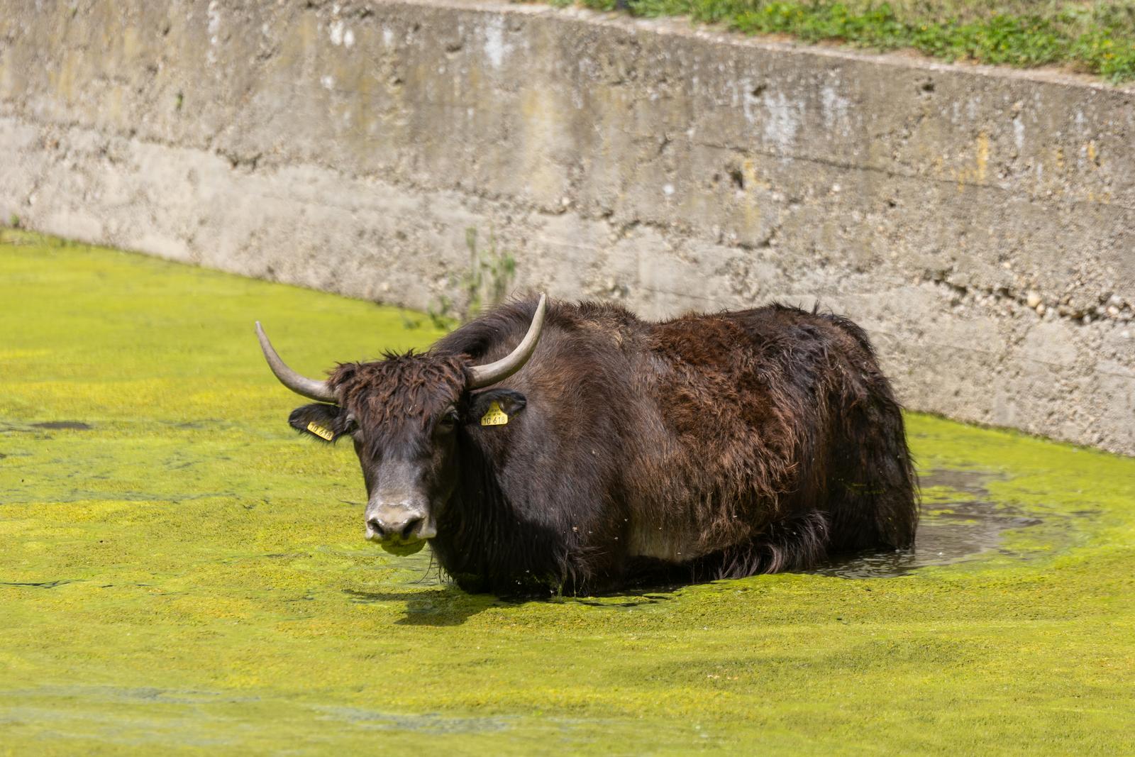 Preplavljeni osječki ZOO vrt intrigira životinje i posjetitelje